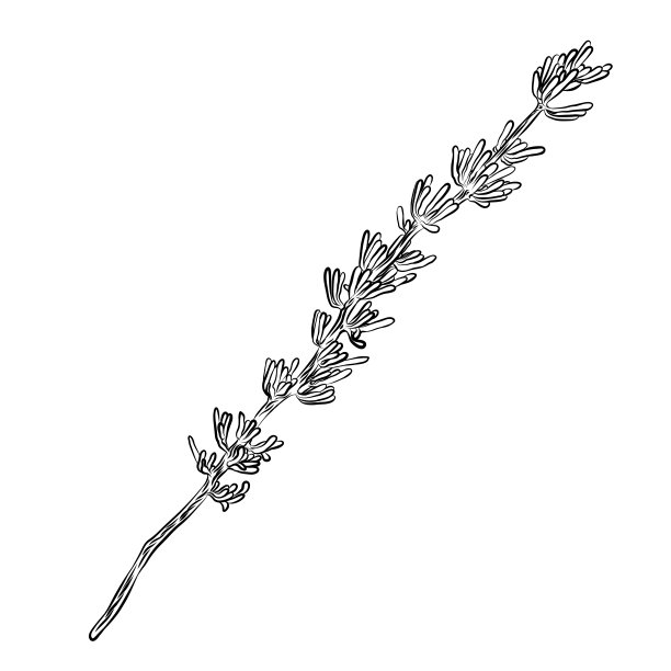 奇异的仙人掌家族。野生仙人掌森林元素。手绘。向量。图片下载