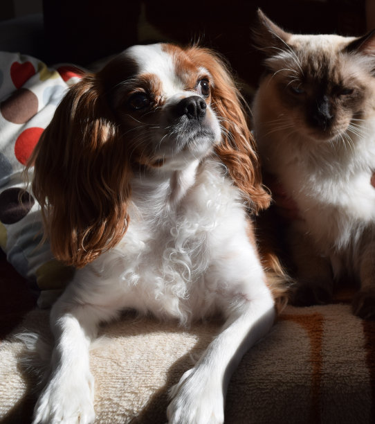 狗和猫紧挨着看图片下载