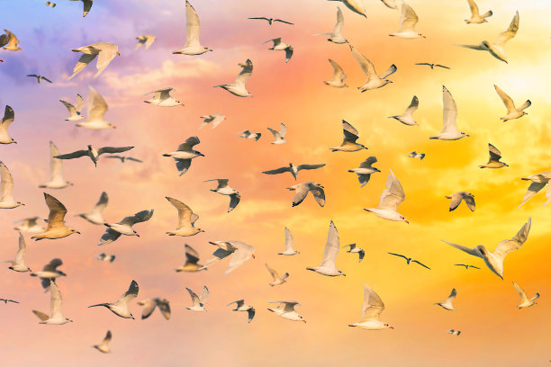 许多海鸥在五彩缤纷的晚霞天空图片下载