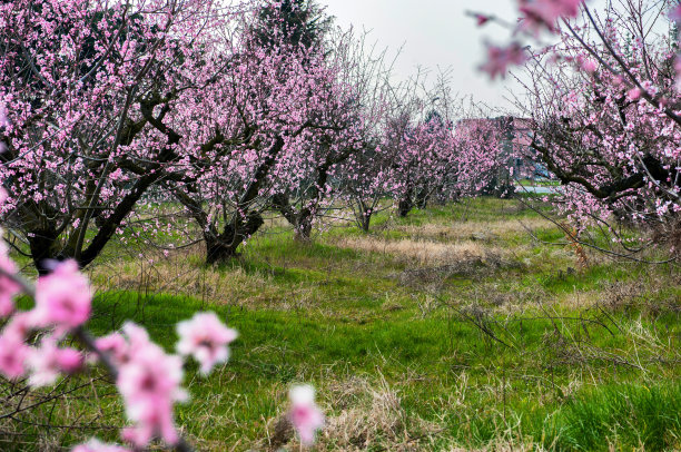 盛开的桃园在盛开，意大利，开花的树木在一个阳光明媚的日子，白色的天空图片下载