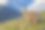 秘鲁山区的羊驼素材图片