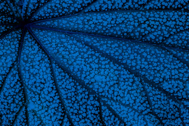 一片新的蓝叶子图片下载