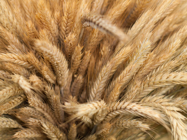 耳朵的小麦图片下载