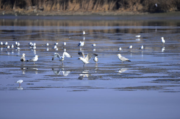 湿地里的一只美丽的鸟图片下载
