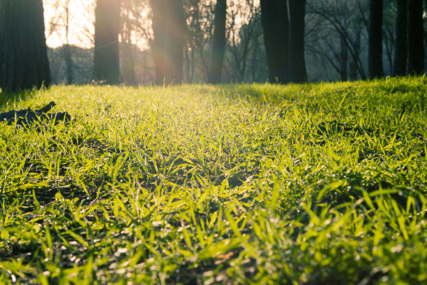 阳光透过树林照进草地图片下载