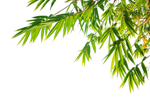 竹叶照片素材ID：316290000