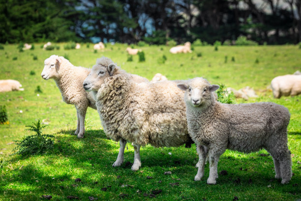 新西兰海岸素材图片