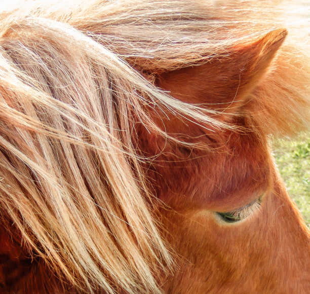 设得兰矮种马的金色鬃毛图片下载