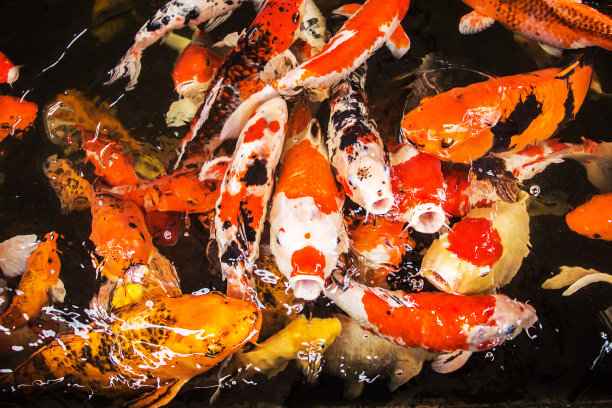 锦鲤鱼喂食。图片下载