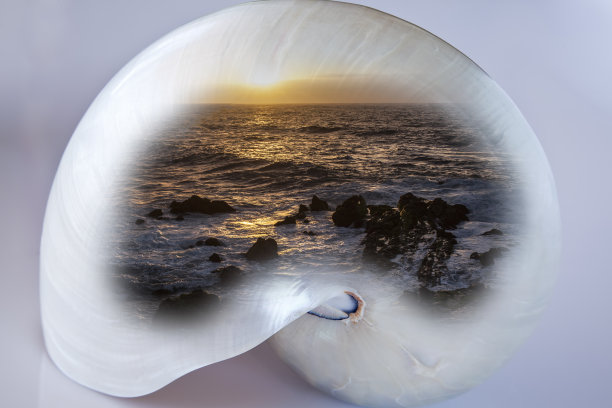 这是诺第留斯号贝壳和另一幅夕阳下海洋的影像的双重曝光图片下载