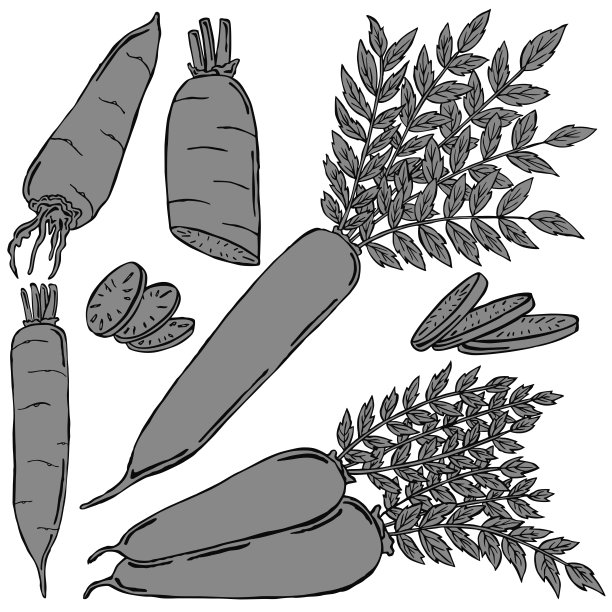 萝卜配白萝卜黑线，矢量素材图片