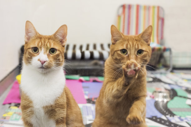 两只姜黄色的猫在玻璃门上等主人图片下载