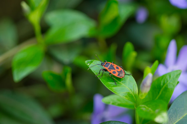 叶上的一组昆虫。素材图片