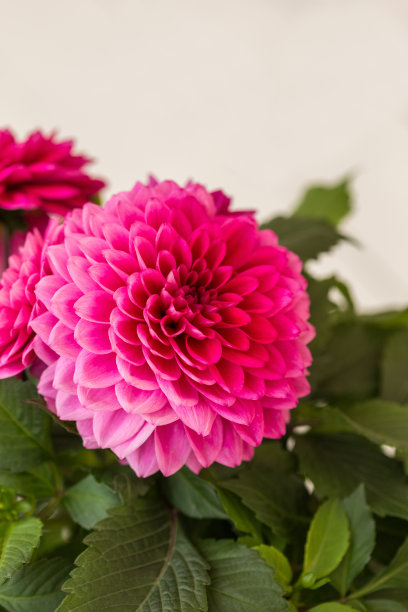 深粉红色的大丽花素材图片