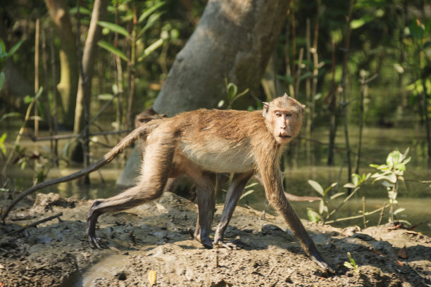 红树林里的猴子图片下载