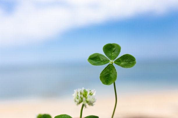 四叶三叶草，大海和蓝天素材图片