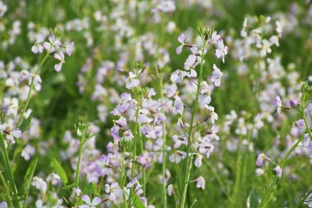 花的萝卜图片下载