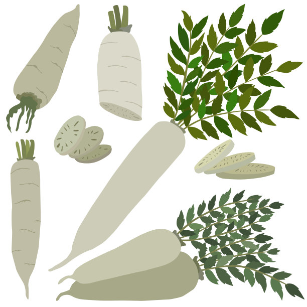 萝卜白萝卜彩色插图，矢量素材图片