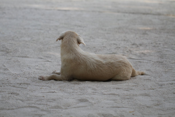 狗坐在沙滩上，等待最好的朋友在夏天的放松日图片下载
