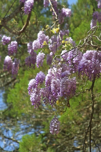 紫藤蔓生图片下载