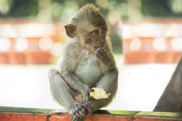 小猴子素材图片