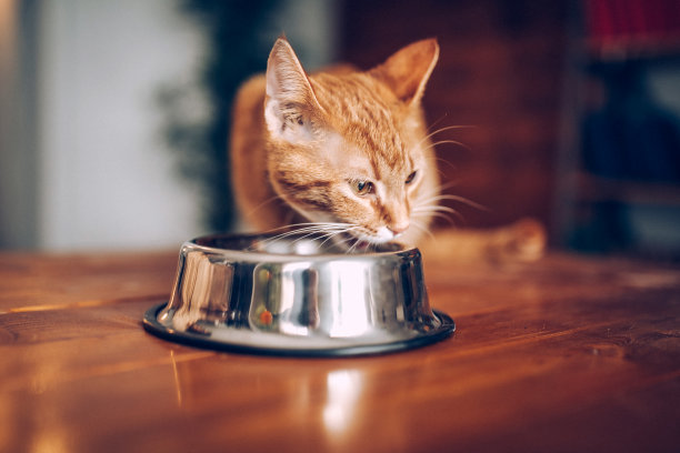 猫在用碗吃东西图片下载