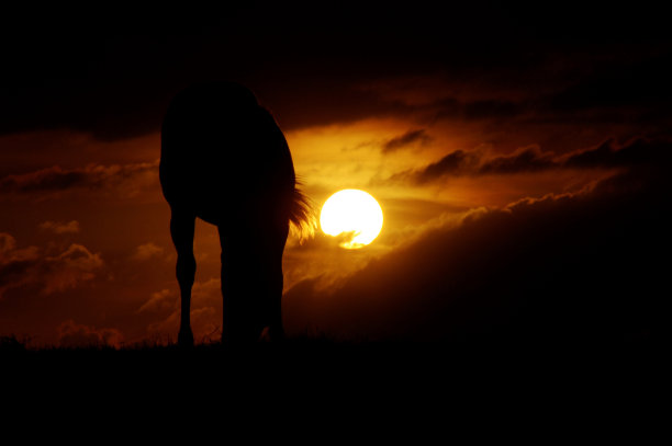 马在日落时分图片下载