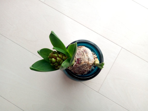 风信子图片下载