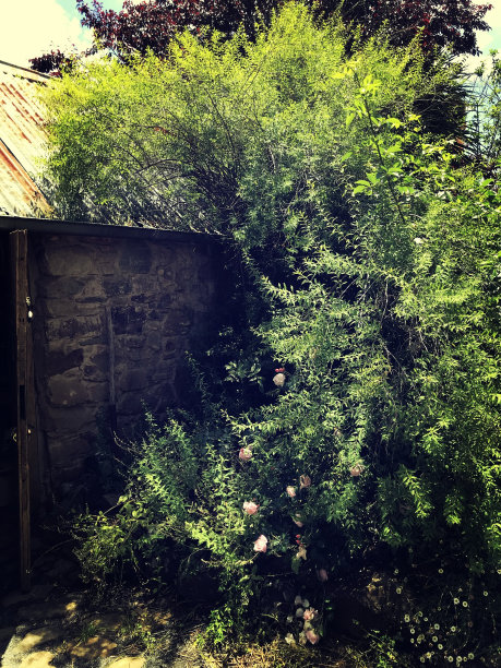 丹尼尔大厅集合图片下载