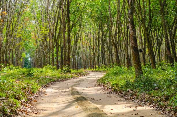泰国橡胶园图片下载