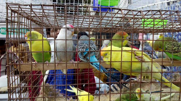 一个笼子里图片下载