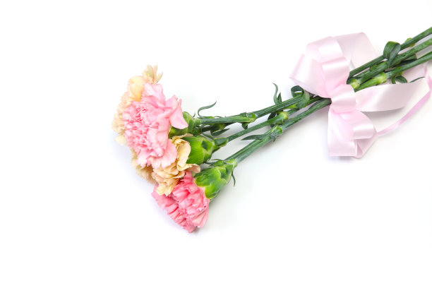 白色背景下的康乃馨花束图片下载