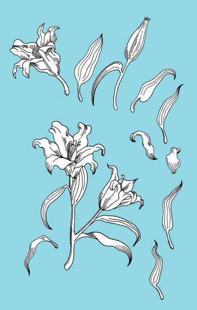 蓝色背景上的白色百合。蓝色背景的部分花。图片下载