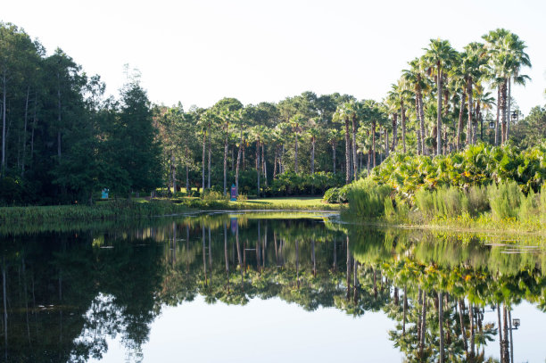 一个平静的湖，佛罗里达。图片下载