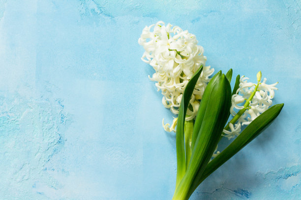 浅色背景素材ID：316346964