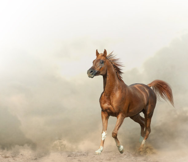 栗阿拉伯种马图片下载