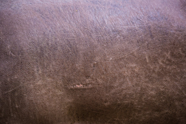 河马的皮革状皱纹的皮肤素材图片