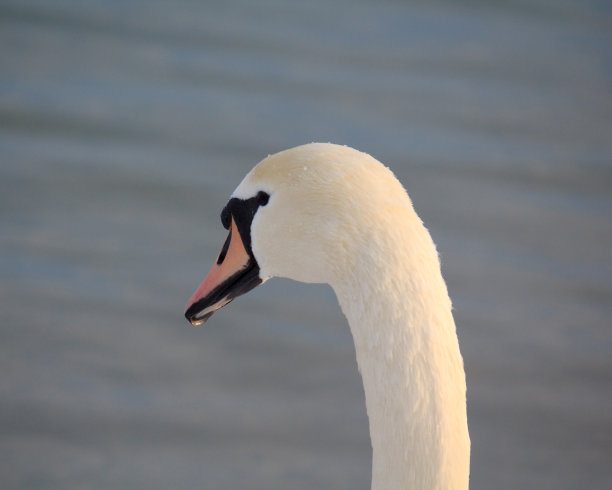 天鹅的头图片下载