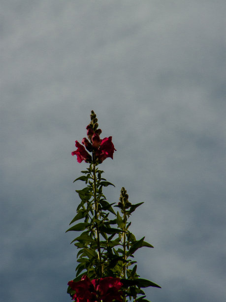 以色列的颜色图片下载