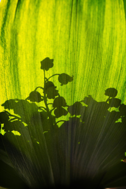 铃兰的花束图片下载