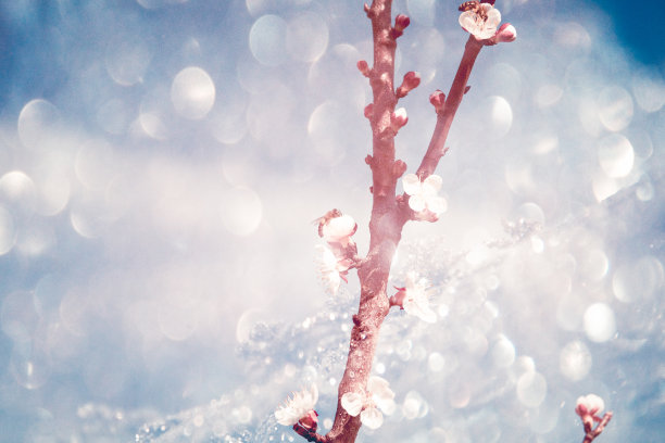 春天樱花的背景图片下载