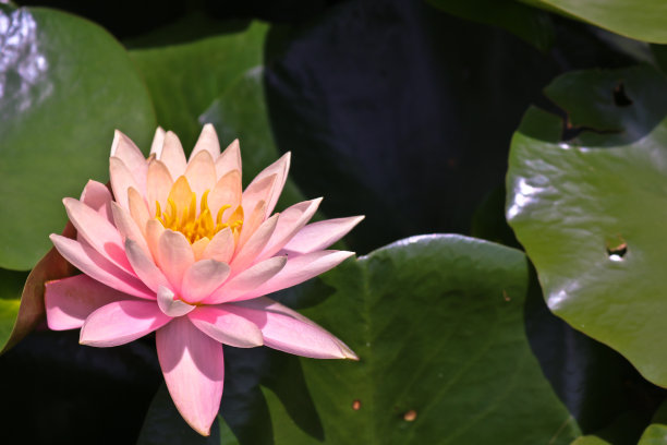 沼泽水面上盛开着新鲜的莲花素材图片