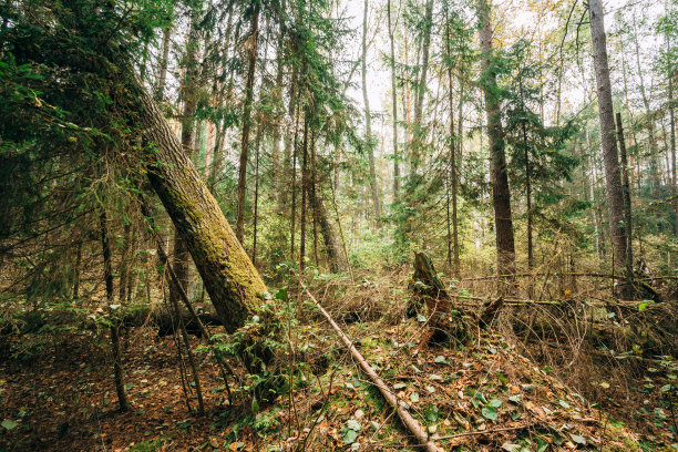 针叶林保护区中被伐倒的树木图片下载