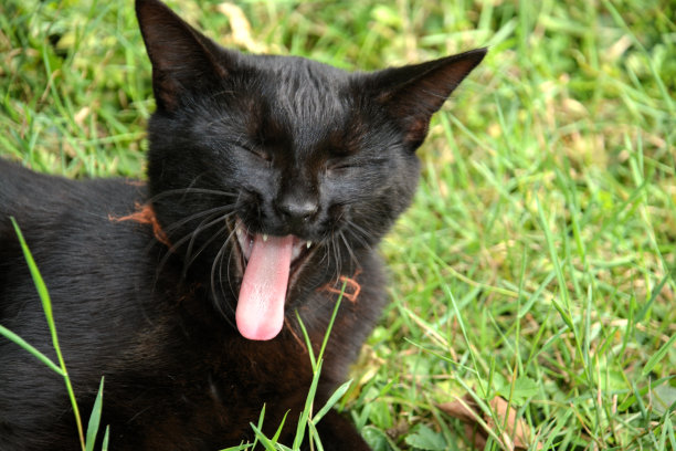伸出舌头的黑猫图片下载