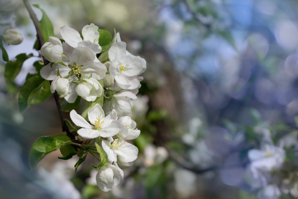 春季鲜花背景：花园里阳光下的苹果树花枝与蓝色散景素材图片