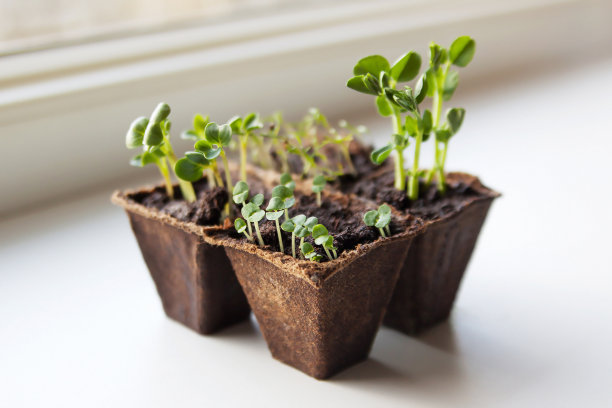 家庭菜园。萝卜，罗勒，豌豆和小茴香的幼苗。图片下载