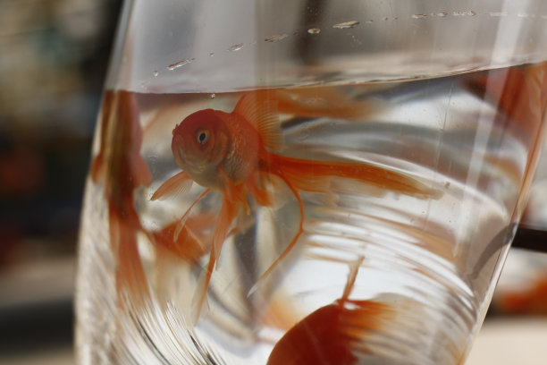 在东南亚的老挝，许多大小不一的金鱼装在一个塑料袋里出售图片下载