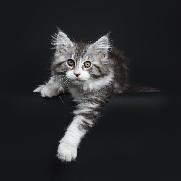 令人印象深刻的黑色虎斑缅因猫/小猫孤立地躺在黑色背景上，一只爪子悬在边缘，好奇地看着相机图片下载