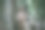 丛林里的梦幻吉普赛女孩图片下载