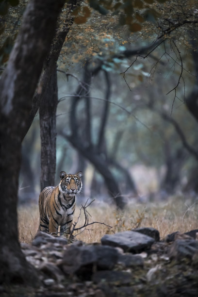 奇怪的猫素材图片